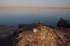 Blessing-out-Azad-Amin-web-final-01