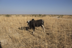 Blessing-out-Azad-Amin-web-final-14